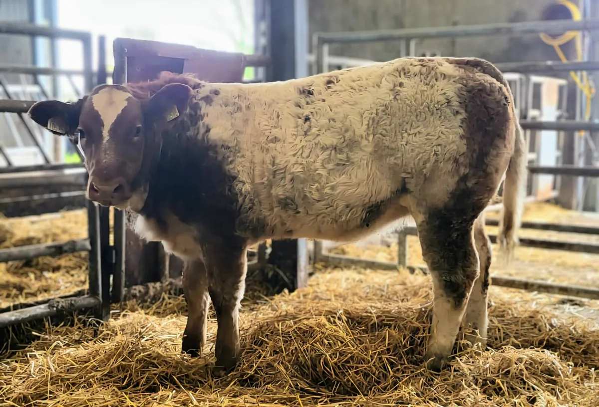 Roan Weanling Heifer - Image 2