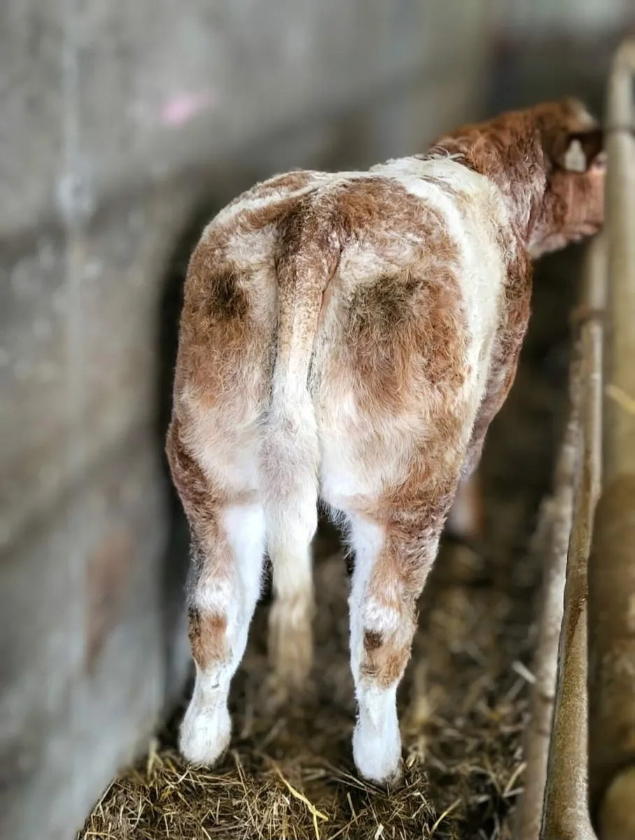 Roan Weanling Heifer - Image 3