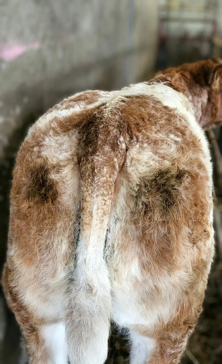 Roan Weanling Heifer - Image 4