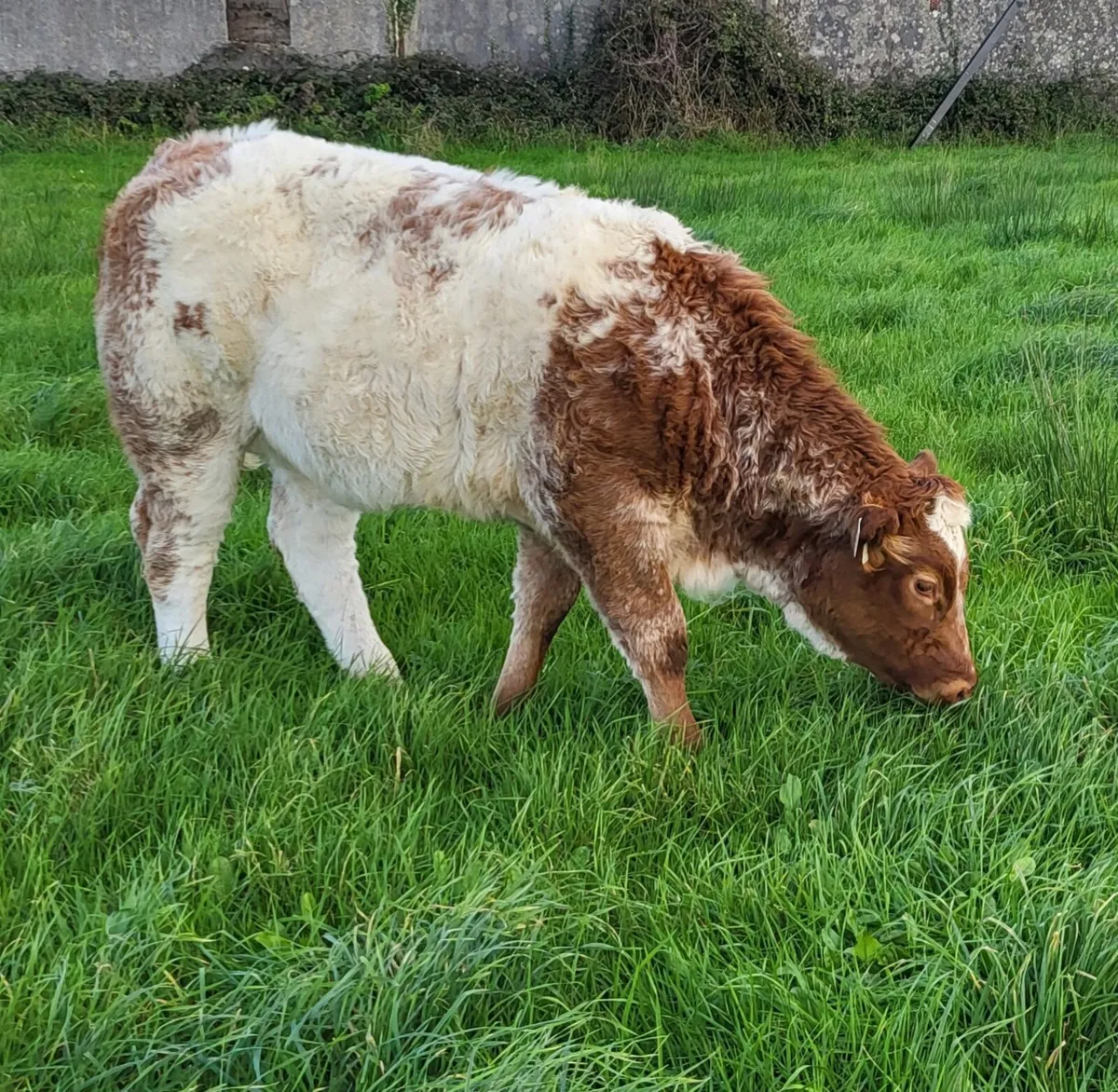 Roan Weanling Heifer - Image 1