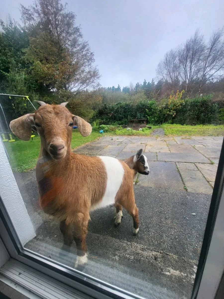 2 Female Boer X Kids. - Image 1