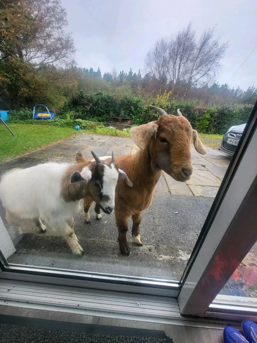 2 Female Boer X Kids. - Image 2