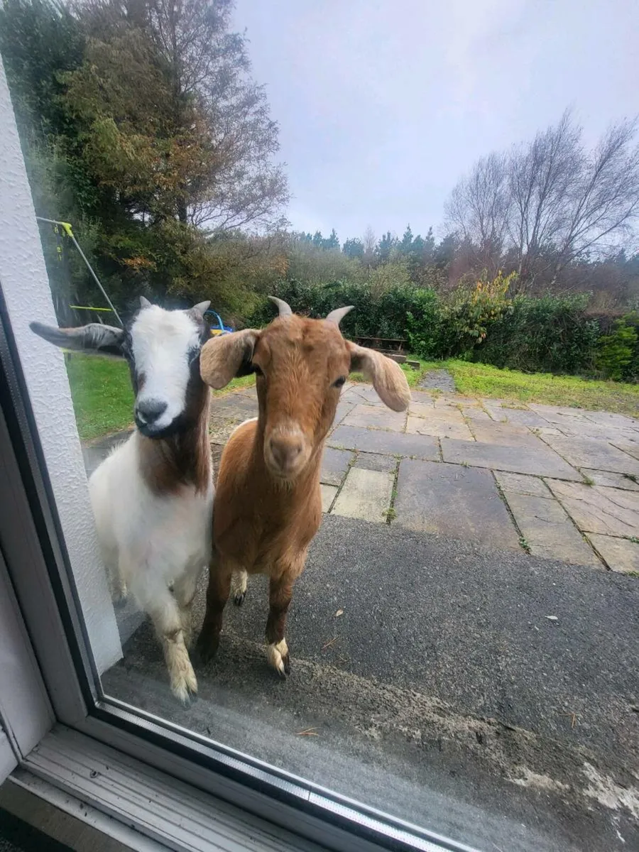 2 Female Boer X Kids. - Image 3