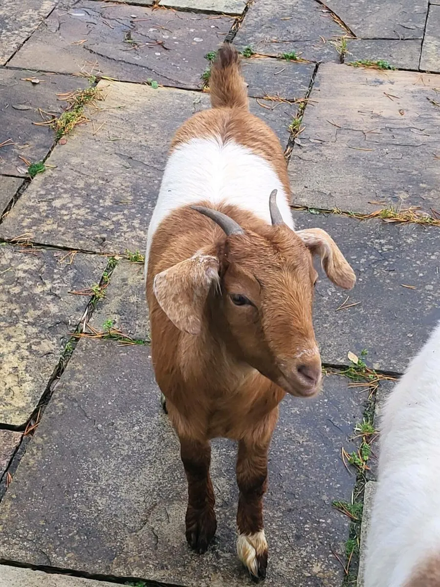 2 Female Boer X Kids. - Image 4