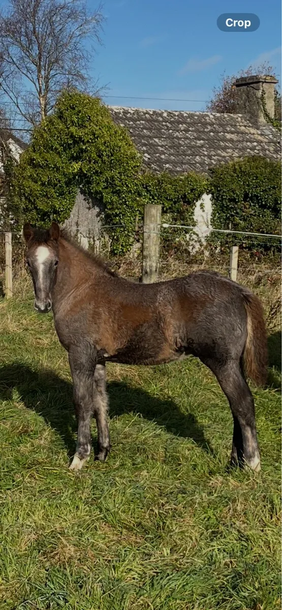 Irish draught colt foal - Image 1
