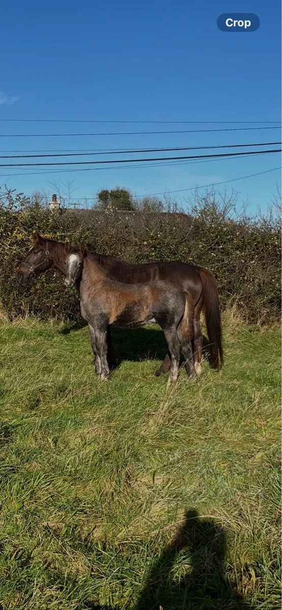 Irish draught colt foal - Image 3