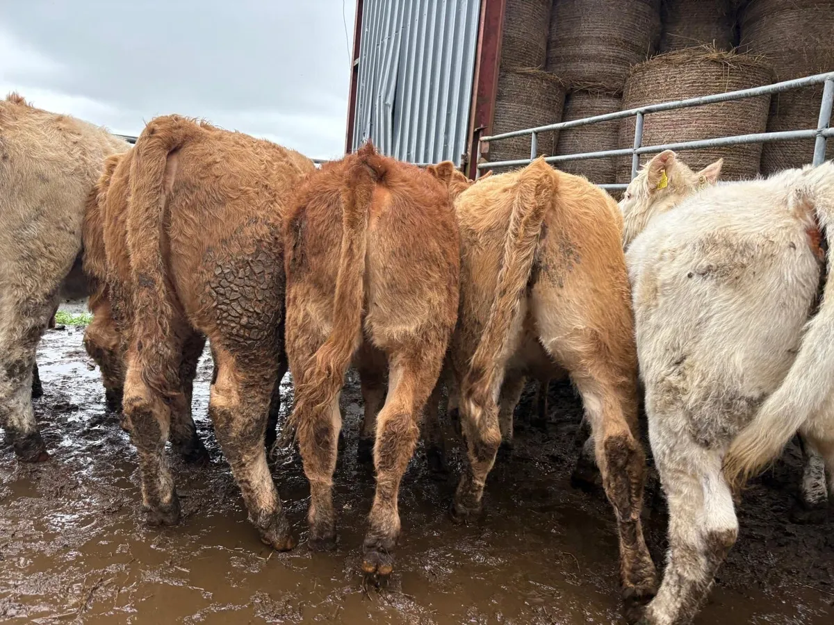 Charolais Heifer Weanlings - Image 1