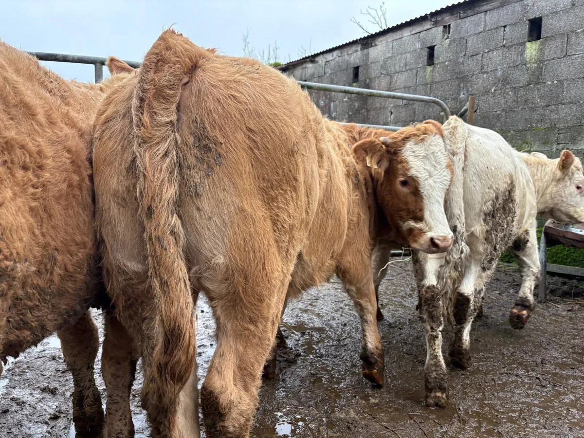 Charolais Heifer Weanlings - Image 4