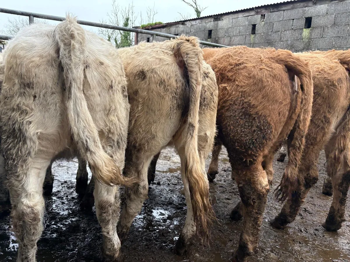 Charolais Heifer Weanlings - Image 3