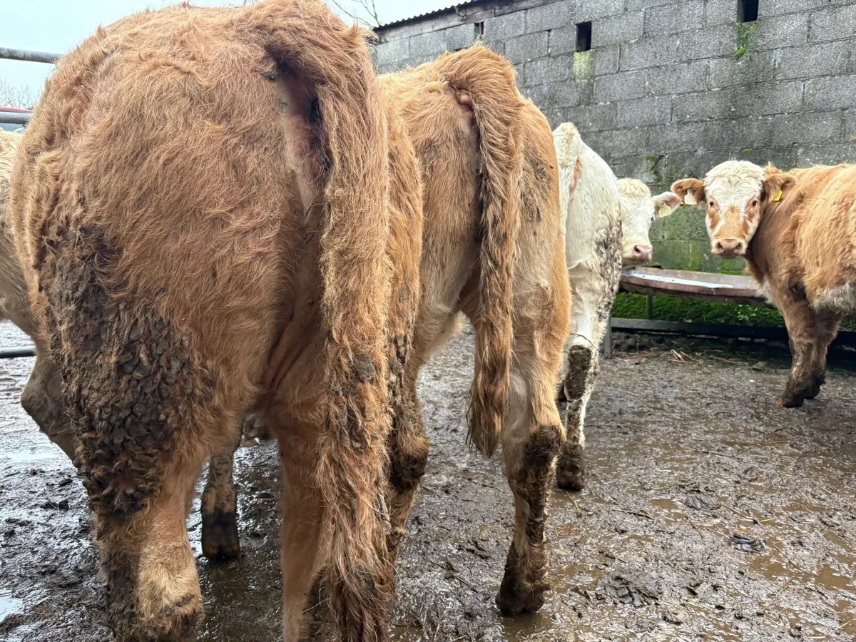 Charolais Heifer Weanlings - Image 2