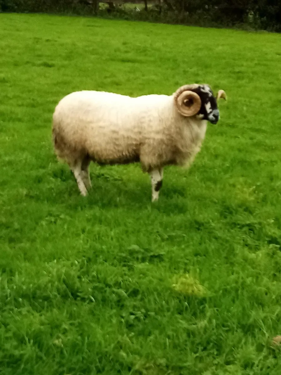 Cheviot, Suffolk & Texel Rams - Image 3