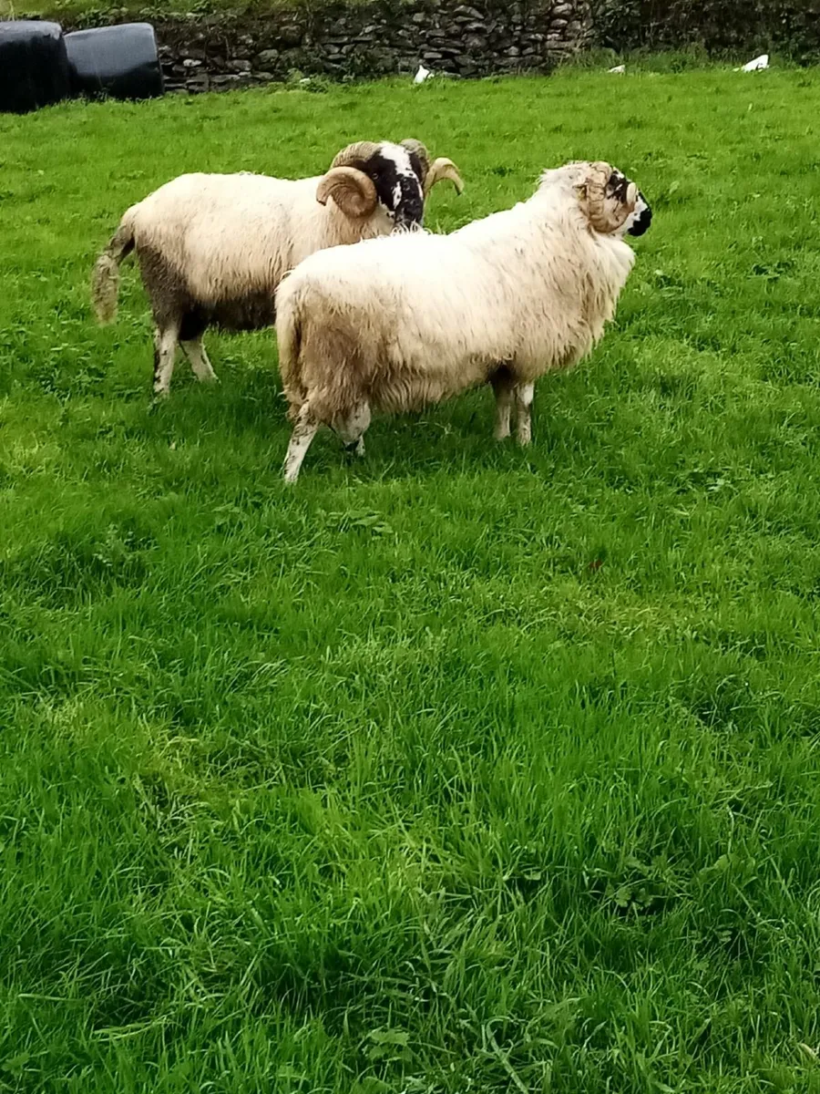 Cheviot, Suffolk & Texel Rams - Image 4