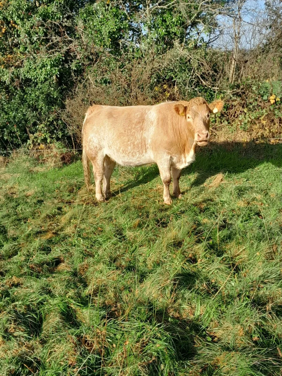 In calf heifer - Image 1