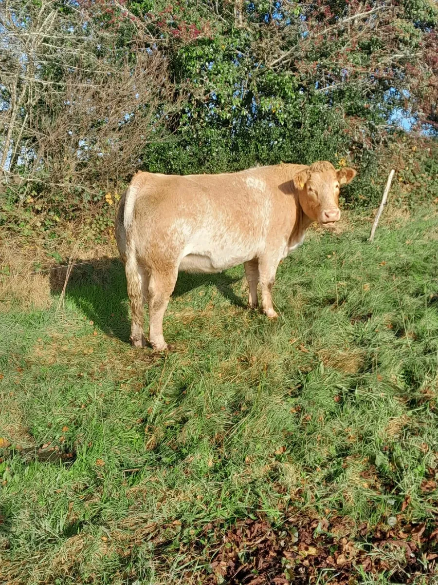 In calf heifer - Image 2