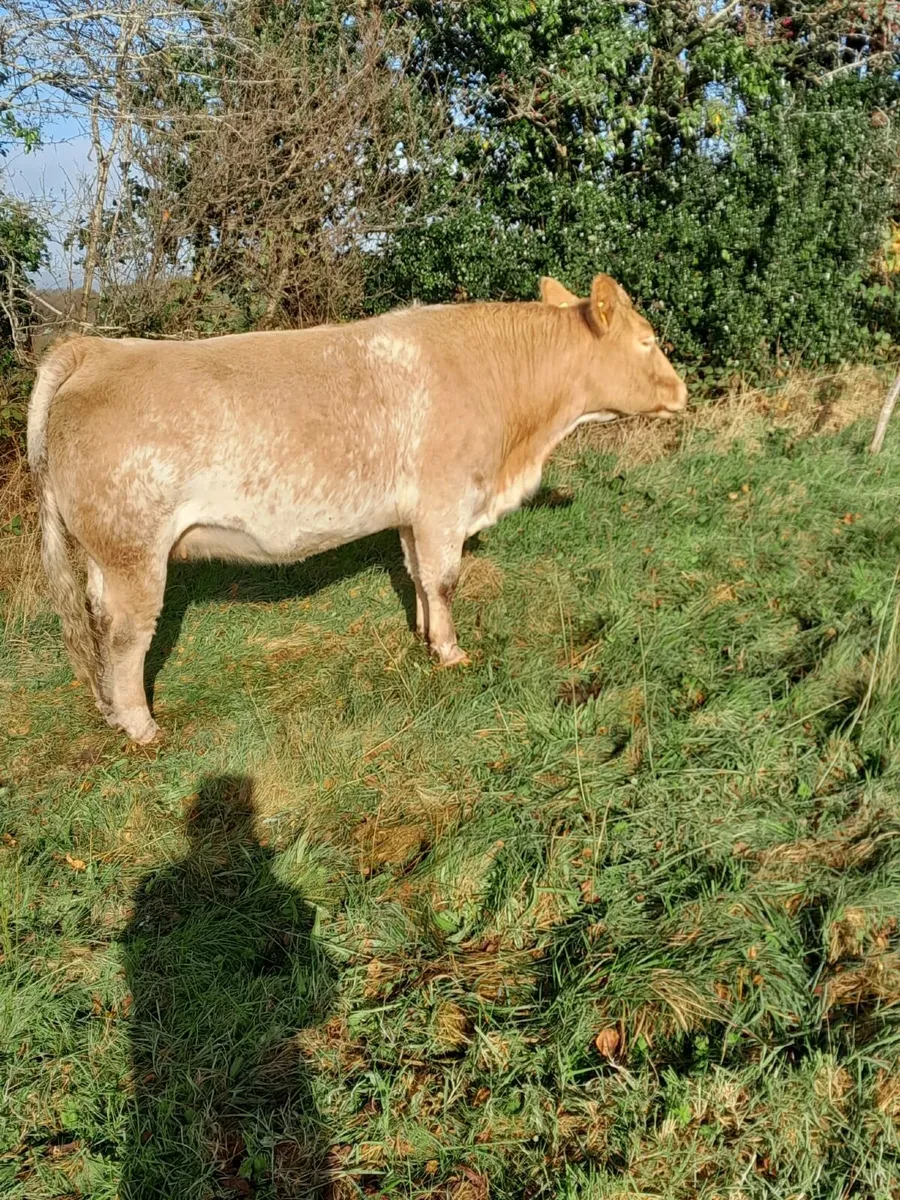 In calf heifer - Image 3