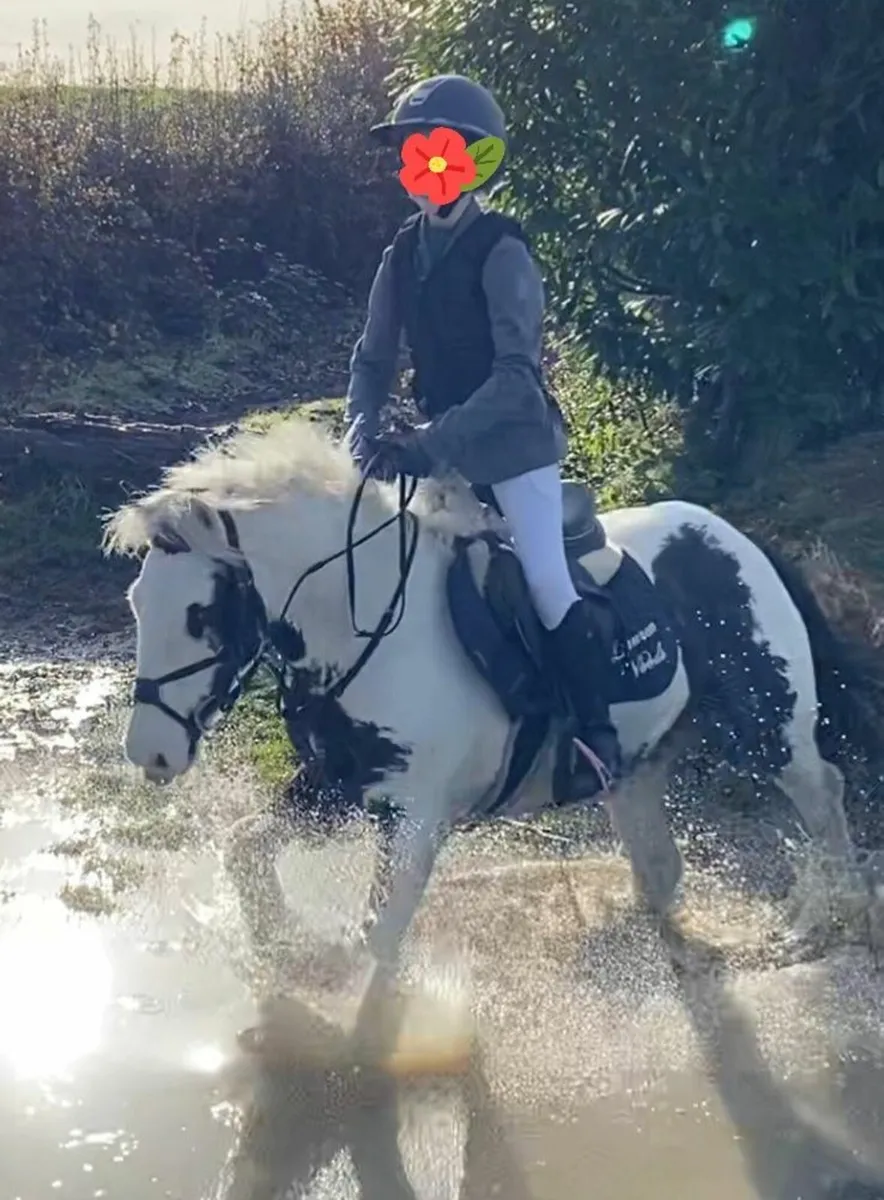 Super child's pony - working hunter type - Image 1