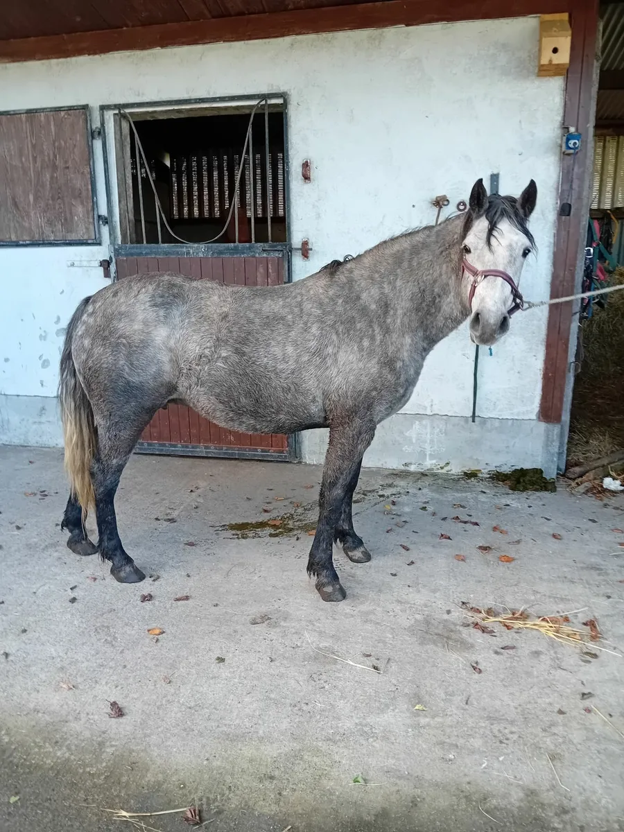 Connemara pony - Image 1