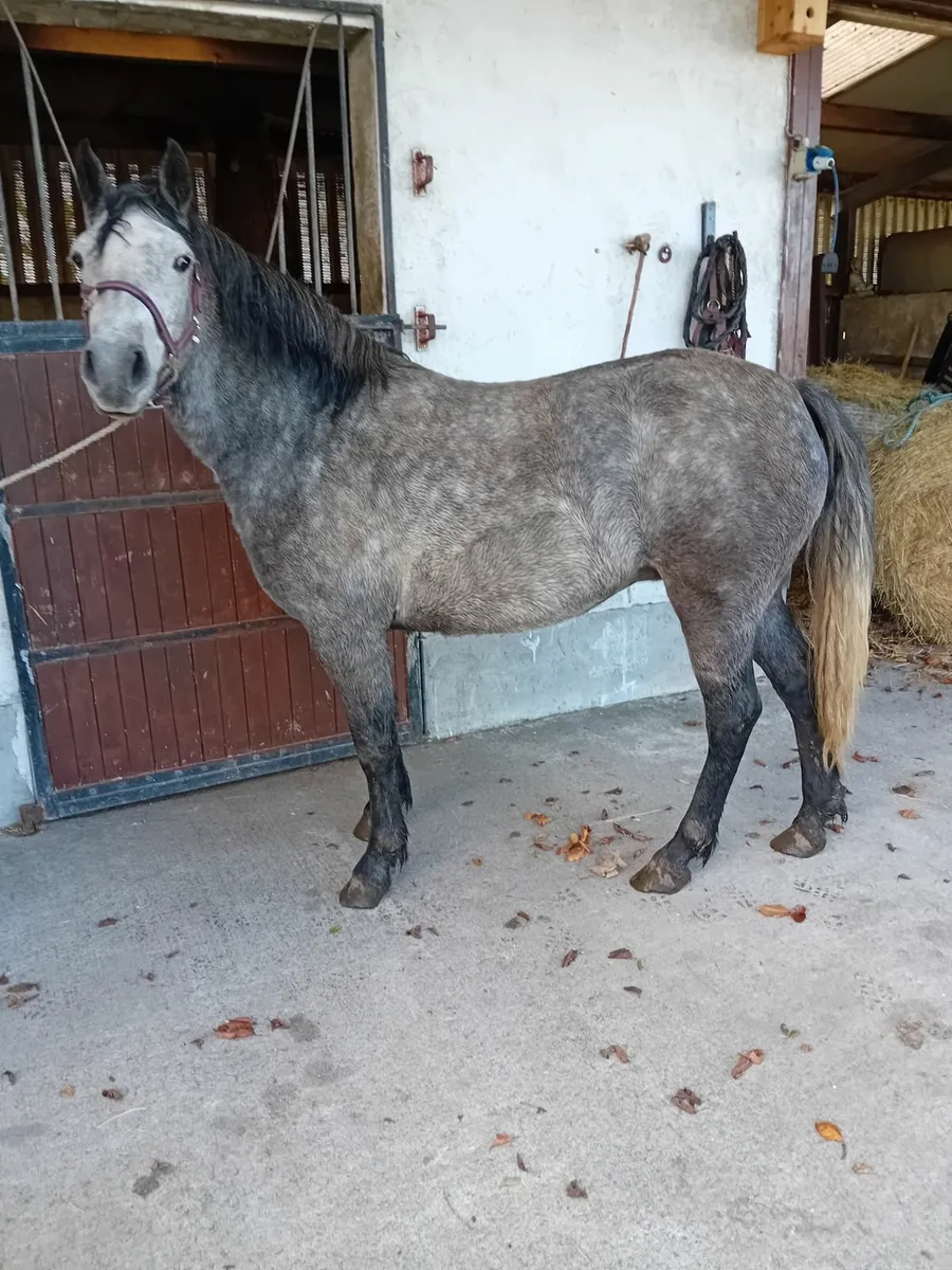 Connemara pony - Image 2