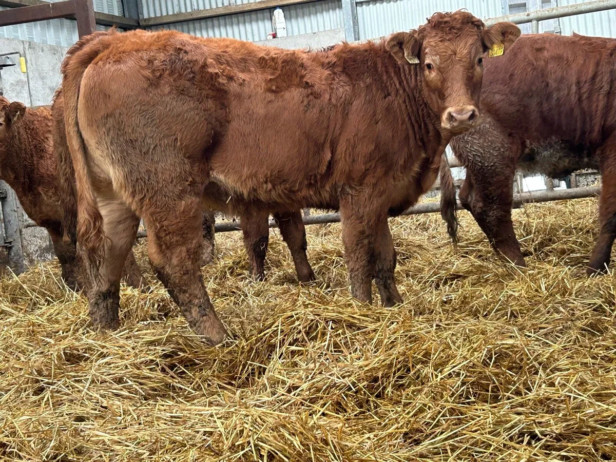 12 homebred limousin heifer weanlings - Image 2
