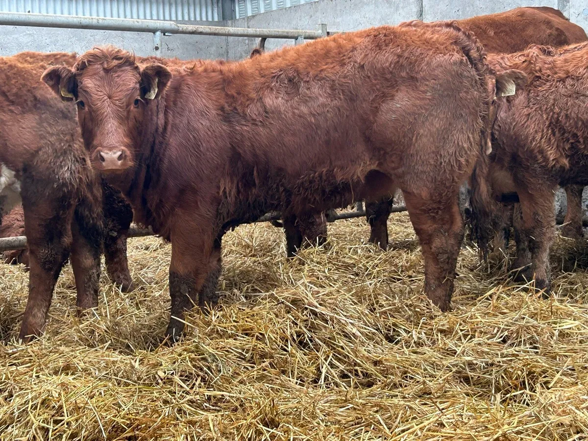 12 homebred limousin heifer weanlings - Image 3