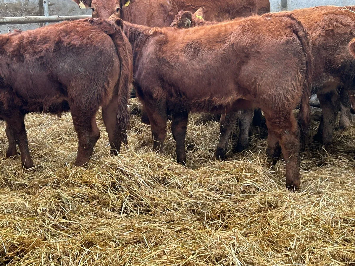 12 homebred limousin heifer weanlings - Image 4