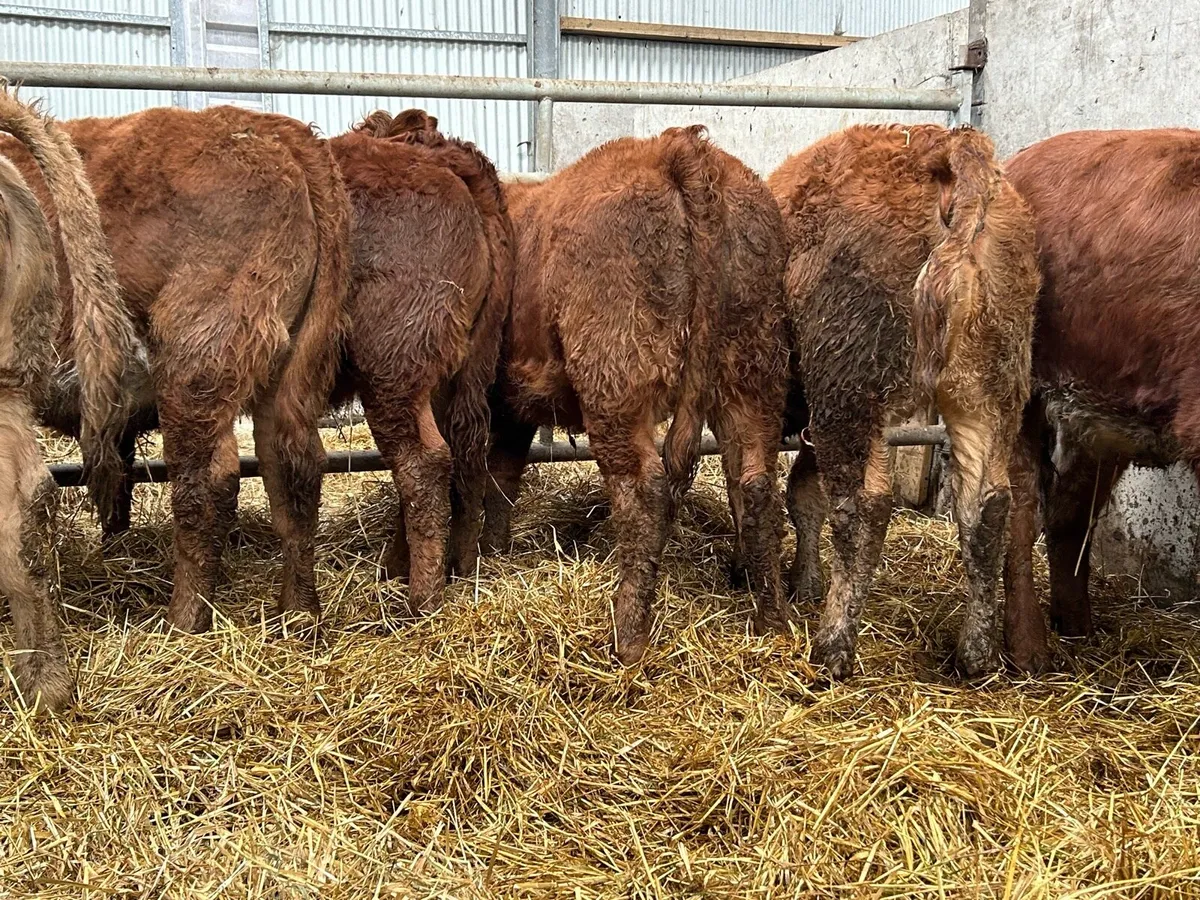 12 homebred limousin heifer weanlings - Image 1