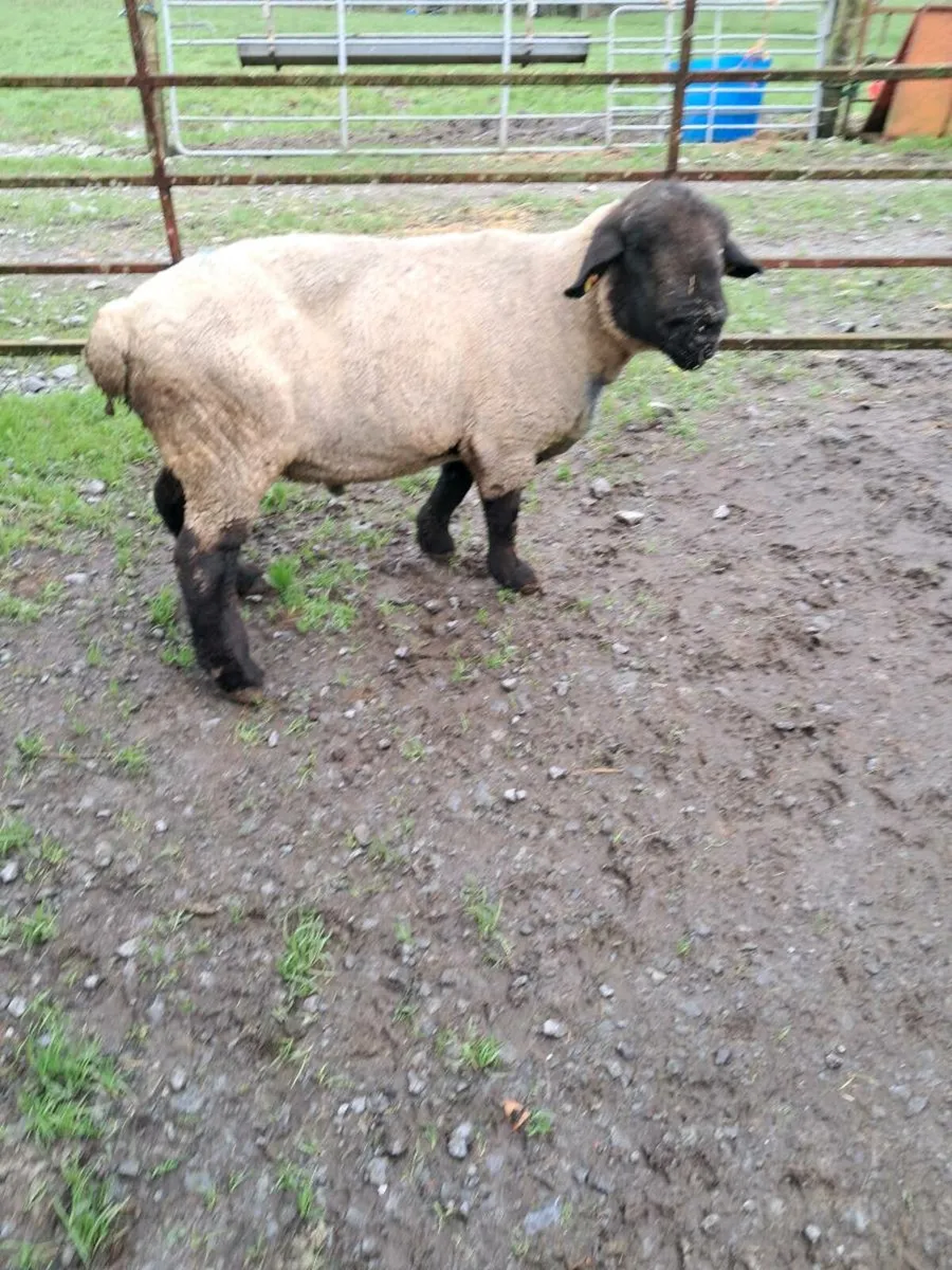 Suffolk ram - Image 1