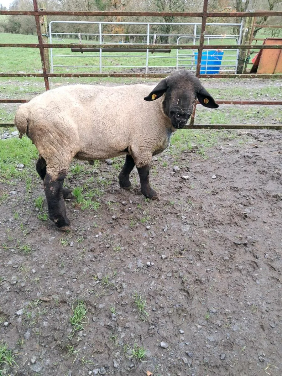 Suffolk ram - Image 2