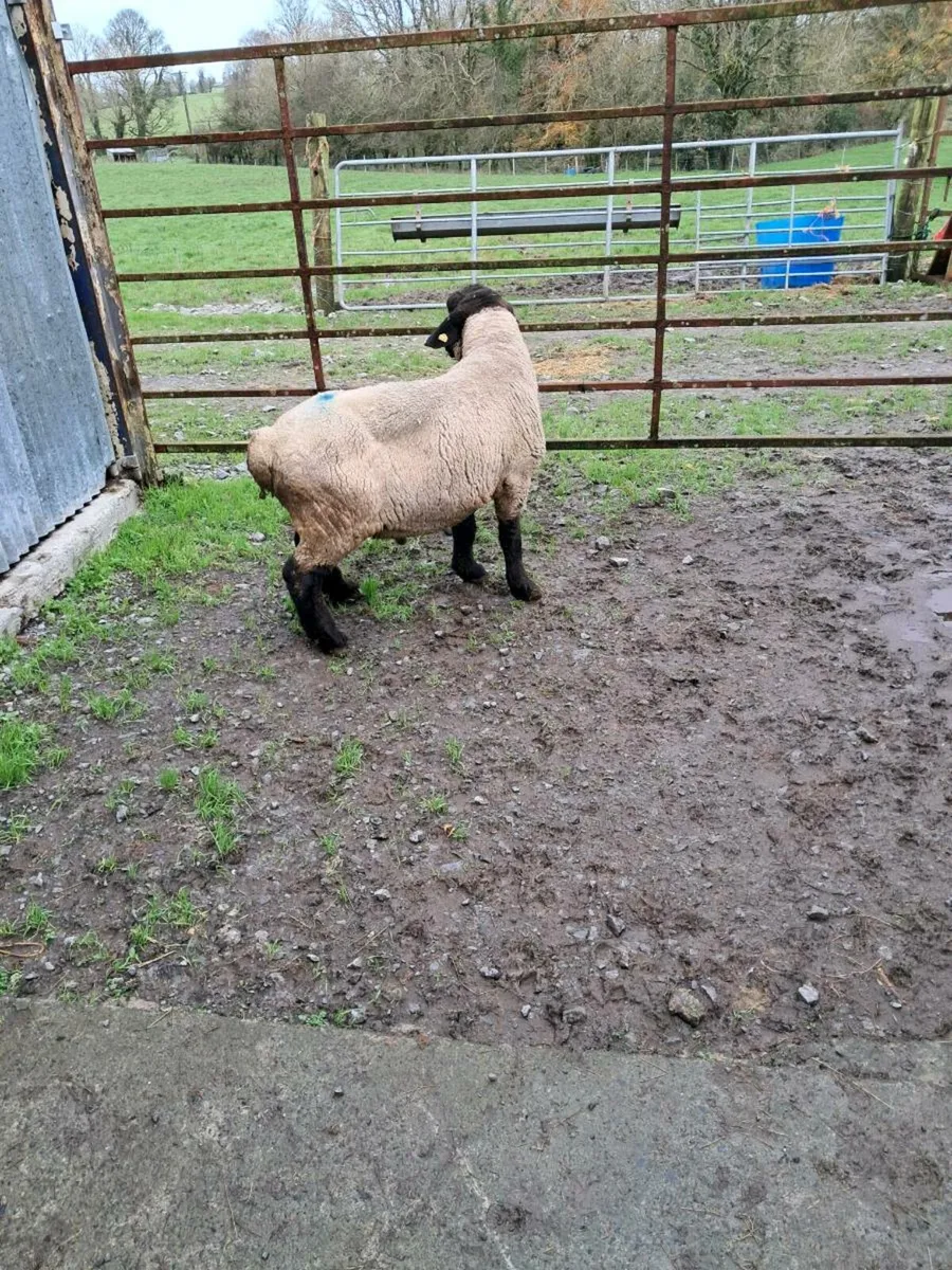 Suffolk ram - Image 3