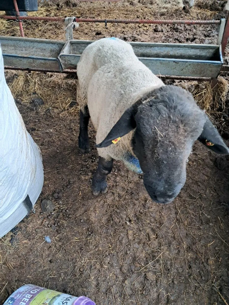 Suffolk ram - Image 4