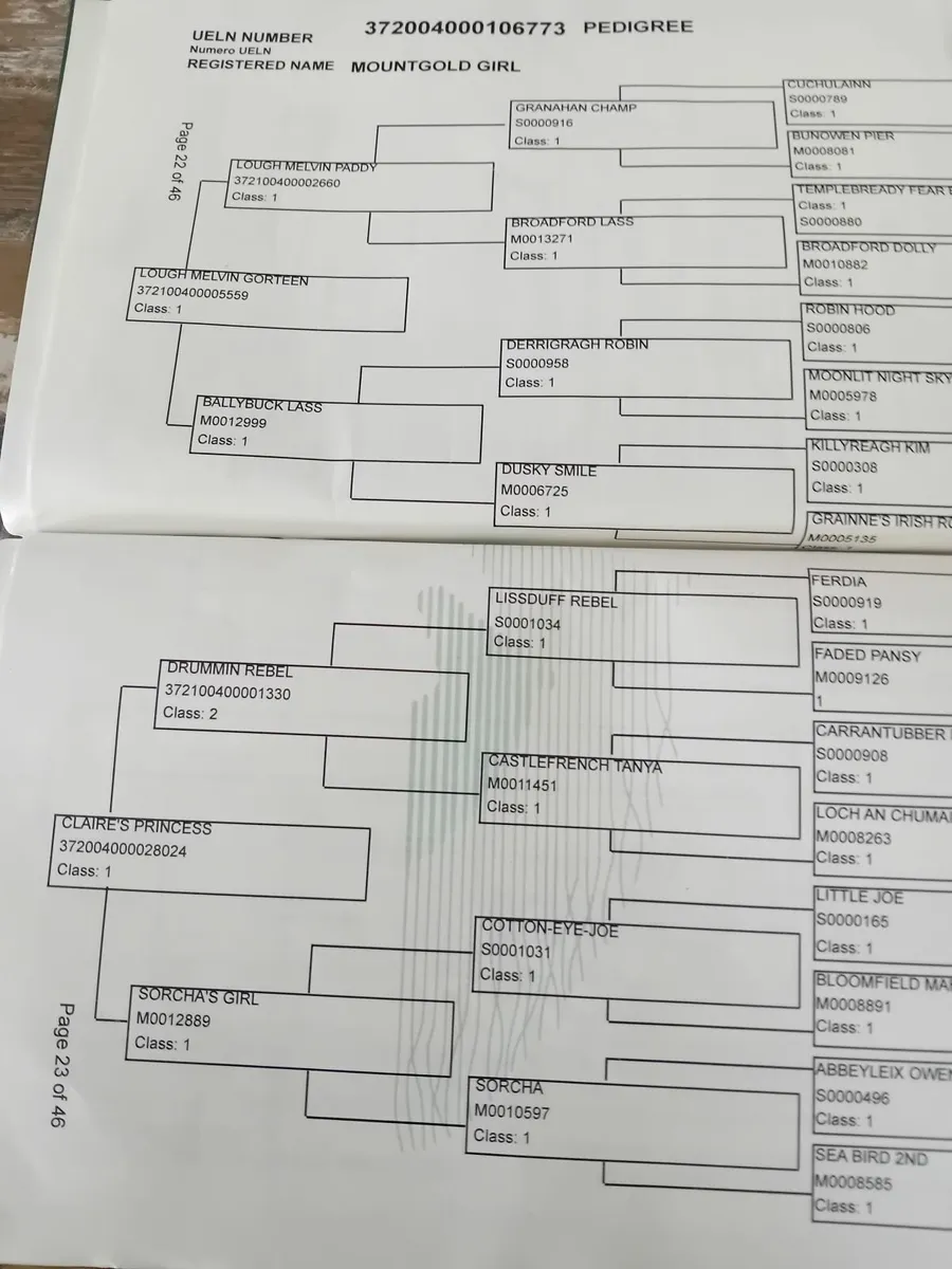 Connemara pony - Image 3