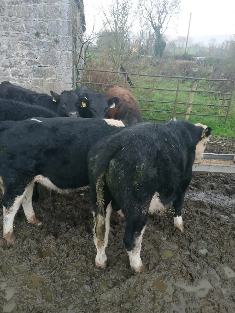 Hereford bulls - Image 1