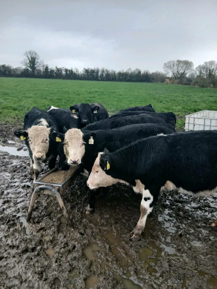 Hereford bulls - Image 2