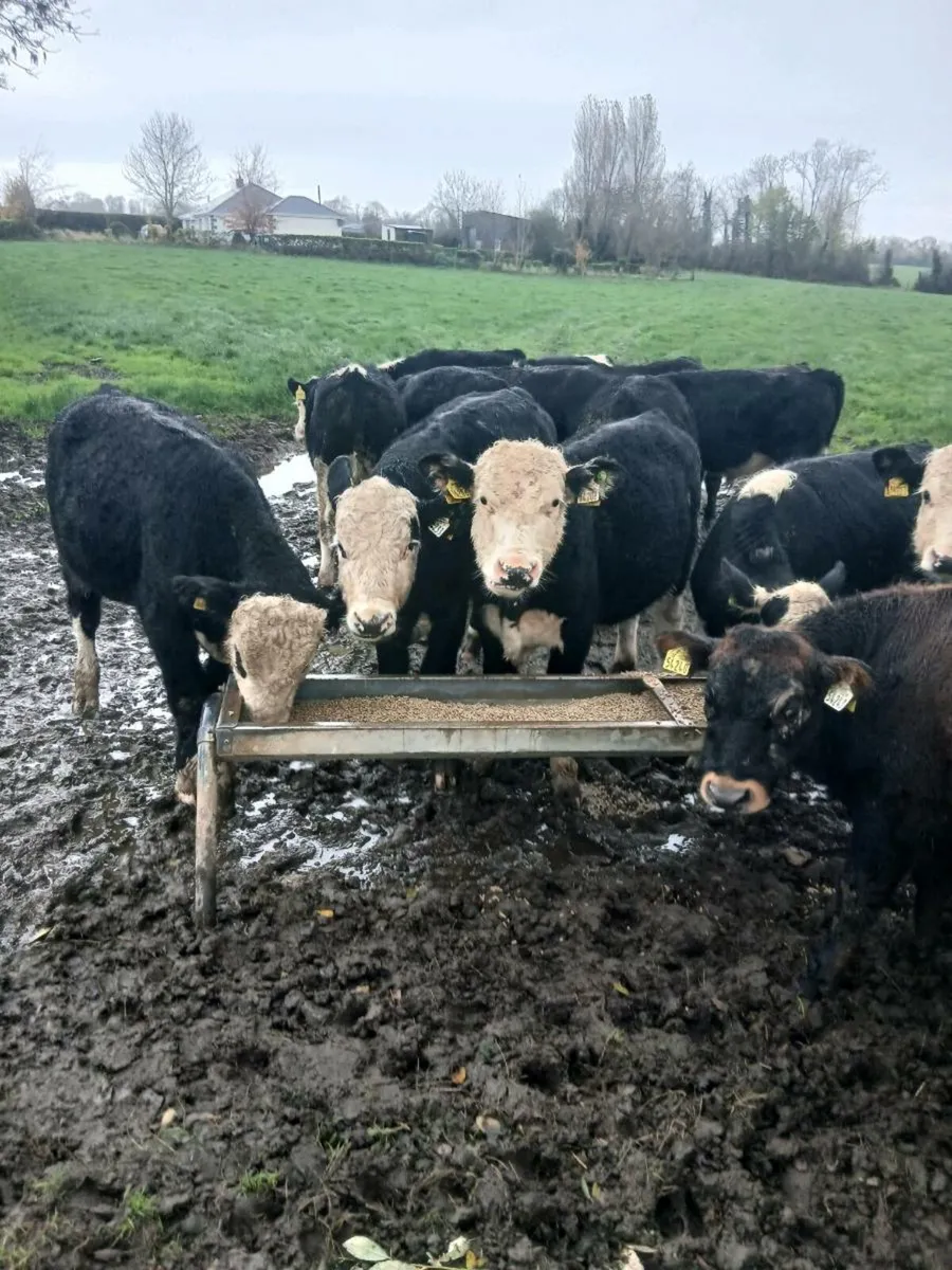 Hereford bulls - Image 3