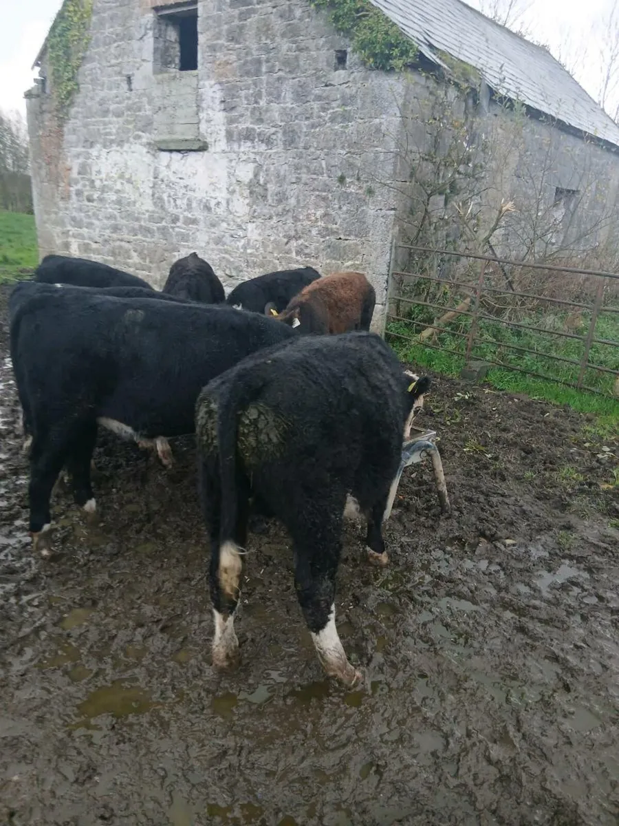 Hereford bulls - Image 4