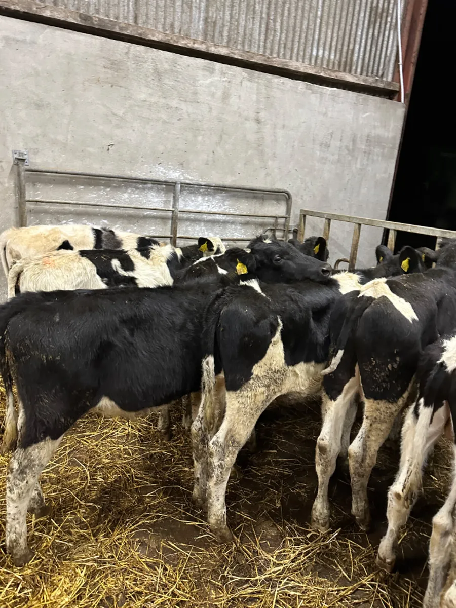 Friesian bulls - Image 3