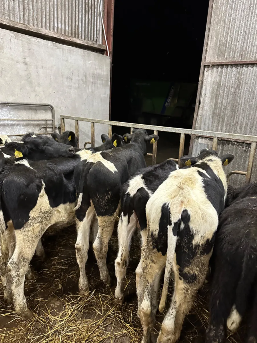 Friesian bulls - Image 4