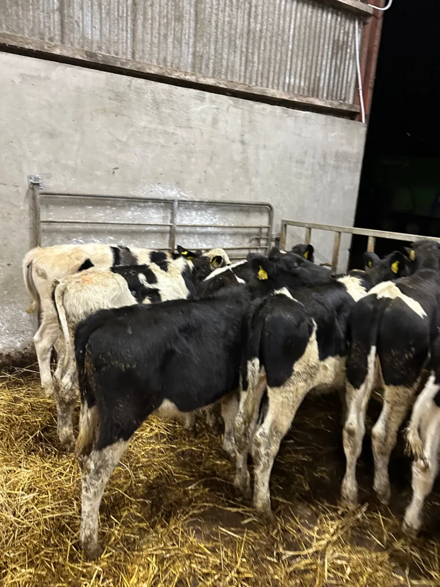 Friesian bulls - Image 2