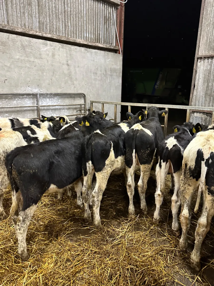 Friesian bulls - Image 1