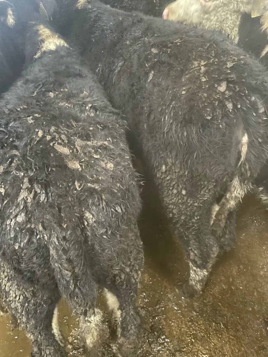 Whitehead heifer weanlings - Image 1