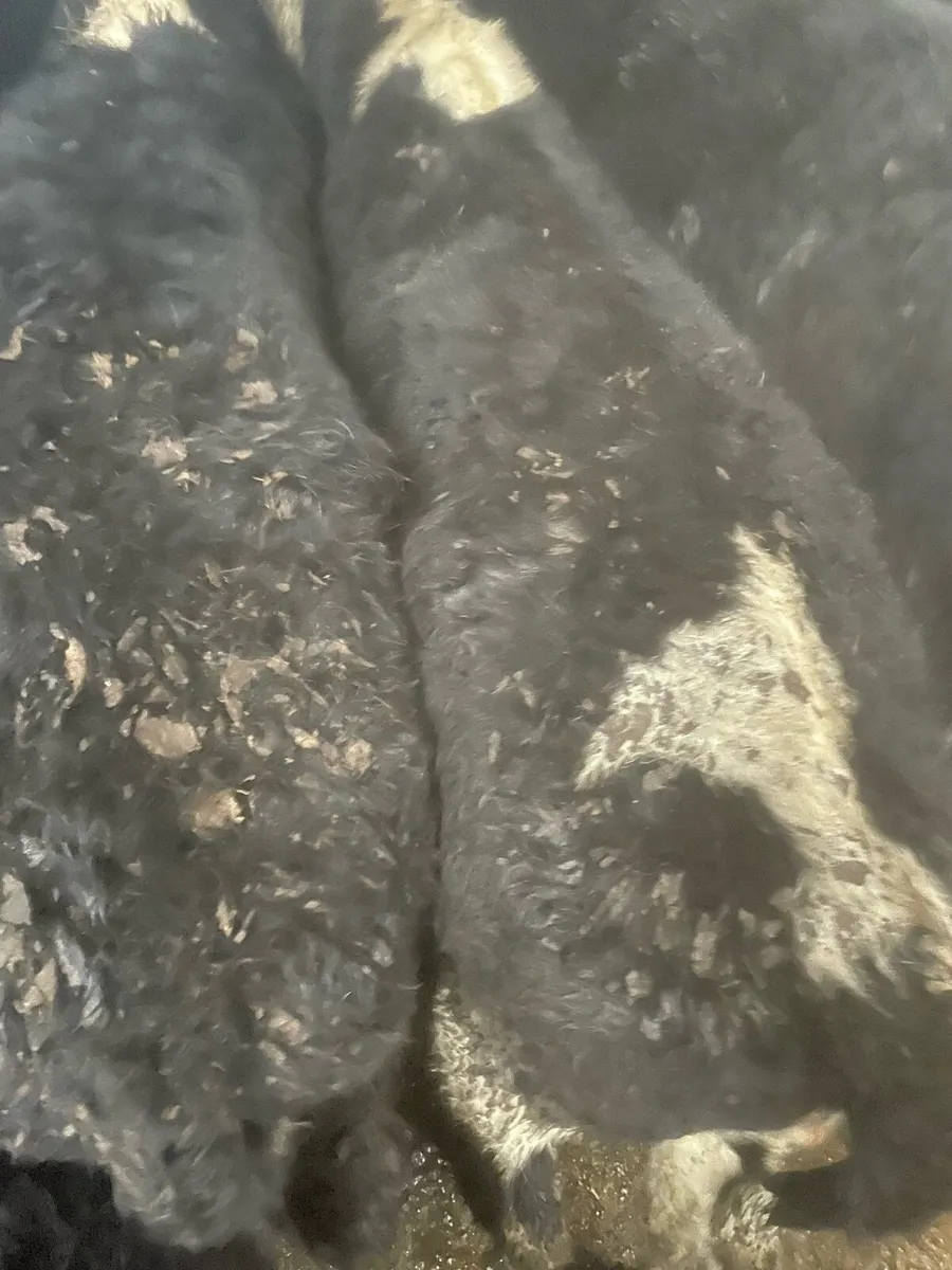 Whitehead heifer weanlings - Image 2