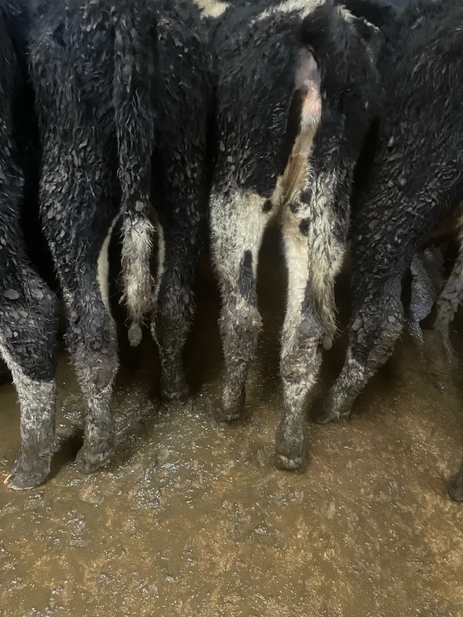 Whitehead heifer weanlings - Image 3