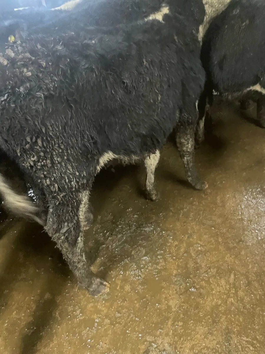 Whitehead heifer weanlings - Image 4