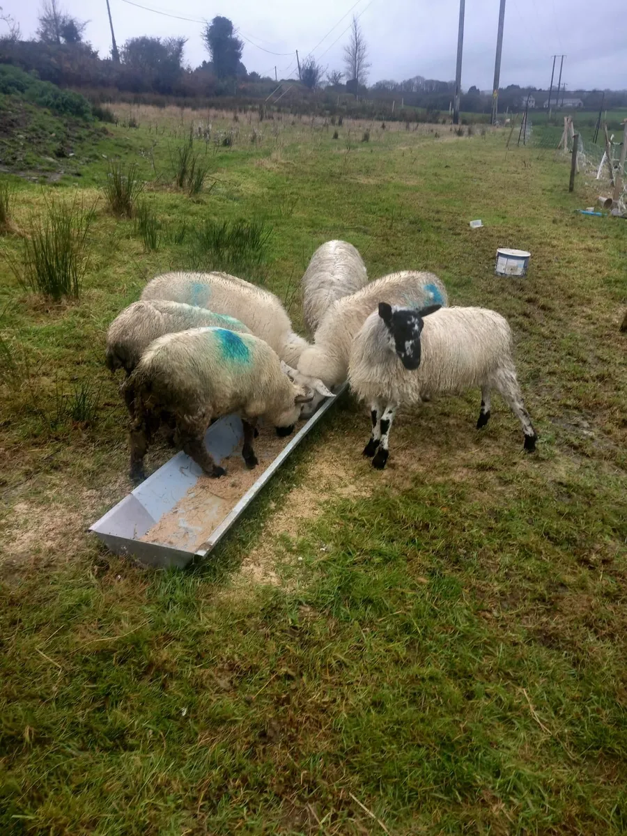 Lambs for sale - Image 1