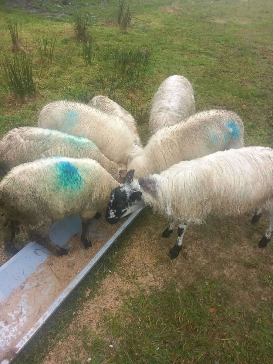 Lambs for sale - Image 2