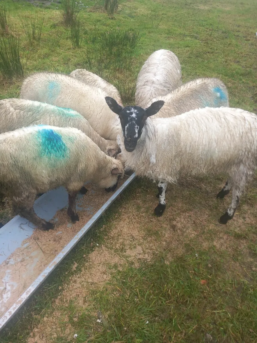 Lambs for sale - Image 3