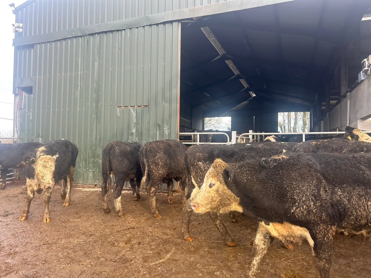 12 super 470 kg Hereford bullocks - Image 2