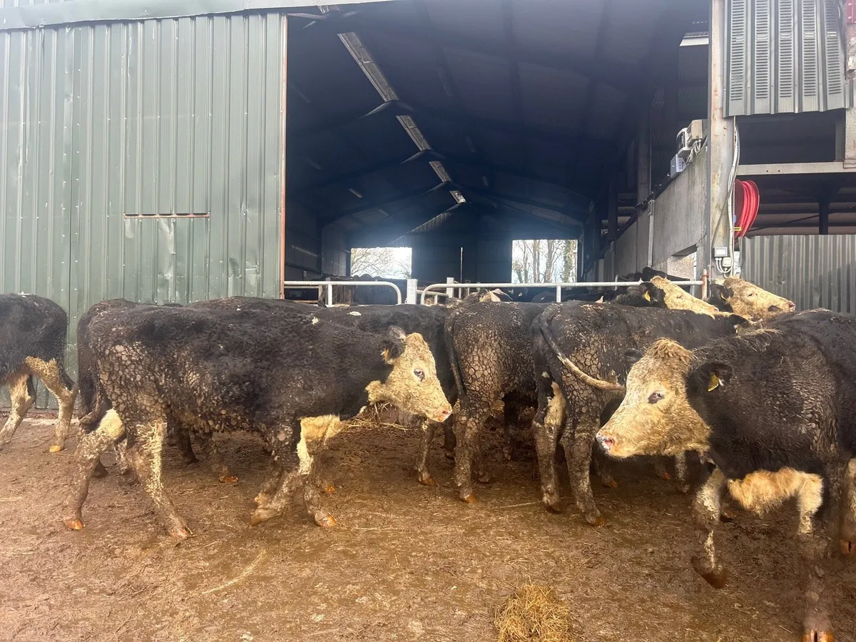 12 super 470 kg Hereford bullocks - Image 3
