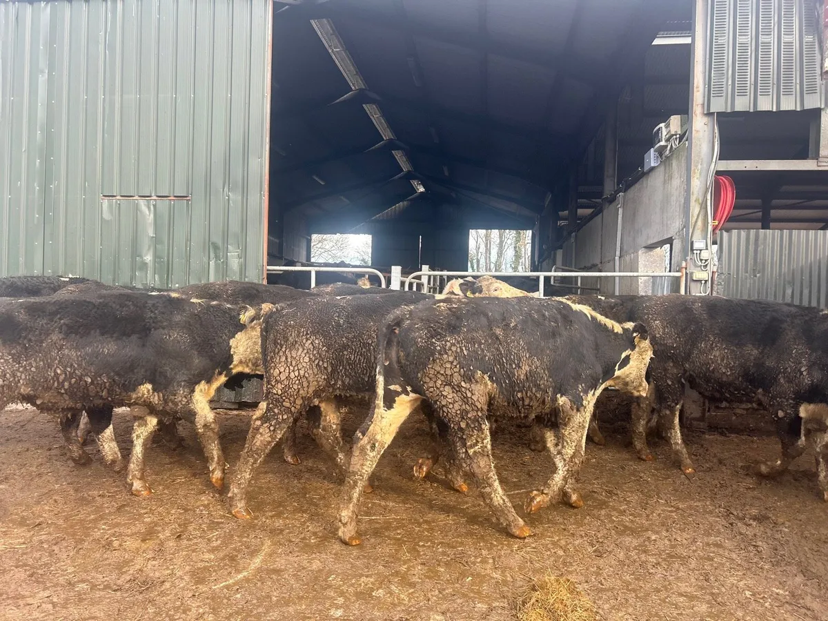 12 super 470 kg Hereford bullocks - Image 4