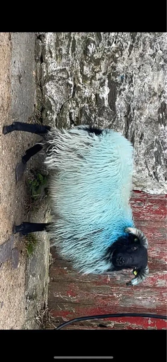 ✅SIS RAM LAMBS✅ - Image 2